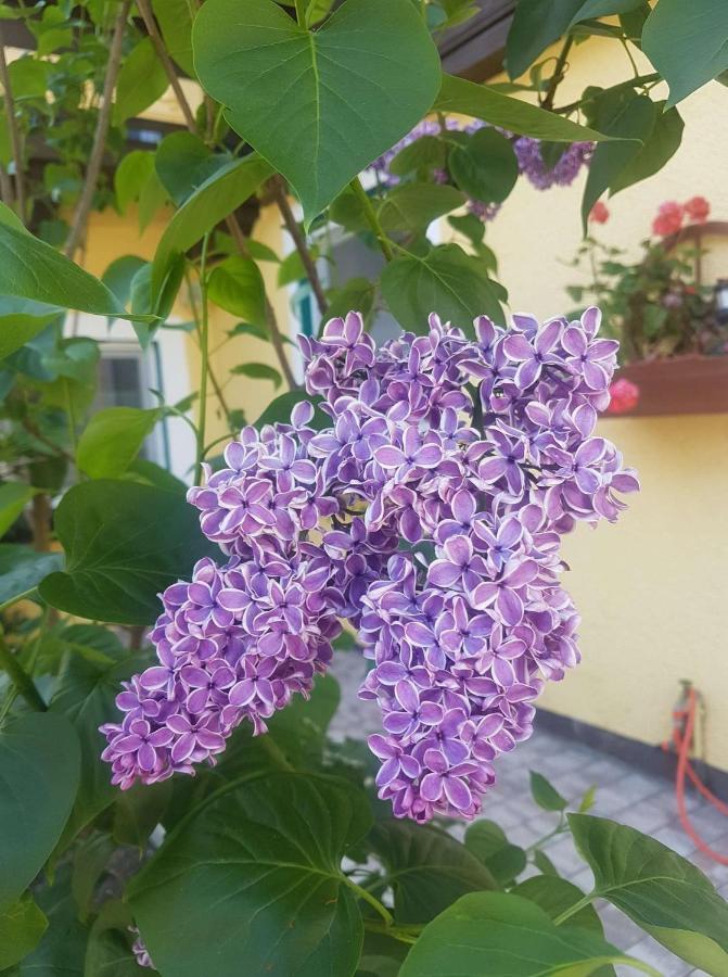 Apartment Holiday Lungötz Annaberg im Lammertal Dış mekan fotoğraf